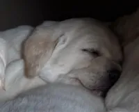 AKC Lab, a female Labrador Retriever for sale in Taylorsville, NC – Photo 4 of 4