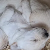 AKC Lab, a female Labrador Retriever for sale in Taylorsville, NC – Photo 1 of 2