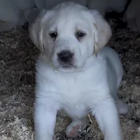 AKC Lab, a female Labrador Retriever for sale in Taylorsville, NC – Photo 1 of 2