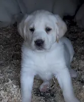 AKC Lab, a female Labrador Retriever for sale in Taylorsville, NC – Photo 1 of 2