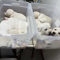 AKC Lab, a female Labrador Retriever for sale in Taylorsville, NC – Photo 2 of 2