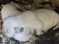 AKC LAB, a male Labrador Retriever for sale in Taylorsville, NC – 2 of 2