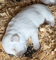 AKC Lab, a male Labrador Retriever for sale in Taylorsville, NC – Photo 1 of 3