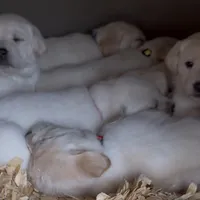 AKC Lab, a female Labrador Retriever for sale in Taylorsville, NC – Photo 2 of 2