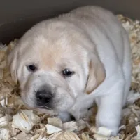 AKC Lab, a female Labrador Retriever for sale in Taylorsville, NC – Photo 1 of 2