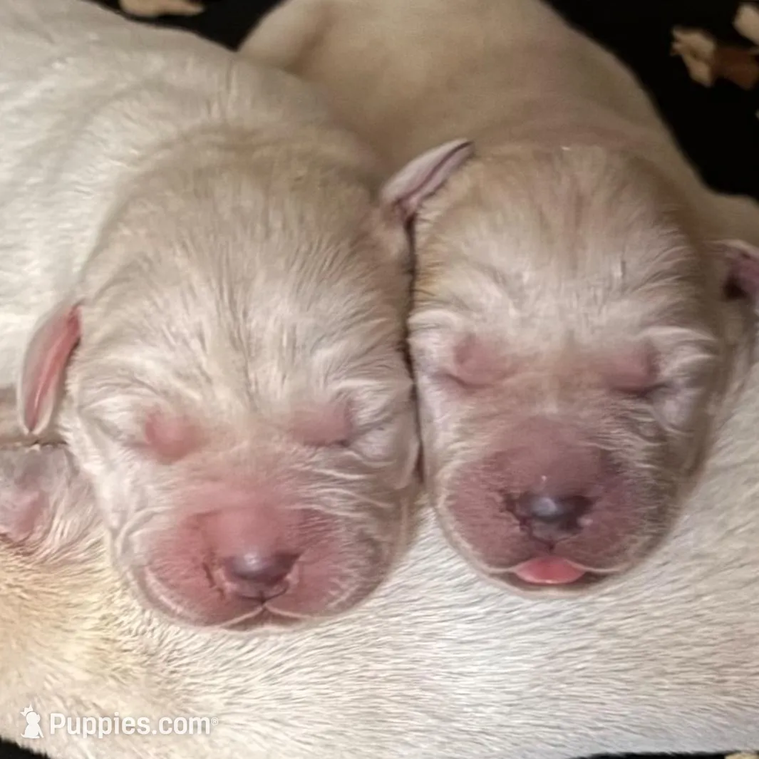 AKC Lab, a female Labrador Retriever for sale in Taylorsville, NC – Photo 2 of 2