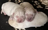 AKC Lab, a male Labrador Retriever for sale in Taylorsville, NC – Photo 2 of 2