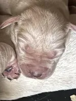 AKC Lab, a female Labrador Retriever for sale in Taylorsville, NC – Photo 1 of 2