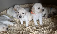 AKC LAB, a female Labrador Retriever for sale in Taylorsville, NC – 2 of 2