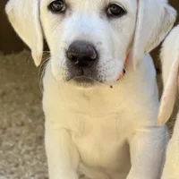 AKC Lab, a female Labrador Retriever for sale in Taylorsville, NC – Photo 1 of 2