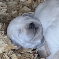 AKC Lab, a female Labrador Retriever for sale in Taylorsville, NC – Photo 1 of 2