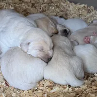 AKC Lab, a female Labrador Retriever for sale in Taylorsville, NC – Photo 2 of 2