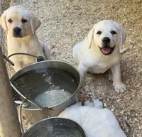 AKC Lab, a female Labrador Retriever for sale in Taylorsville, NC – Photo 2 of 2