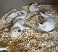 AKC LAB, a female Labrador Retriever for sale in Taylorsville, NC – 2 of 2