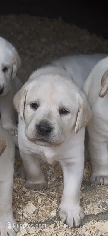 AKC LAB  – Labrador Retriever puppy for sale in Taylorsville, NC