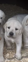 AKC LAB , a female Labrador Retriever for sale in Taylorsville, NC – 1 of 2