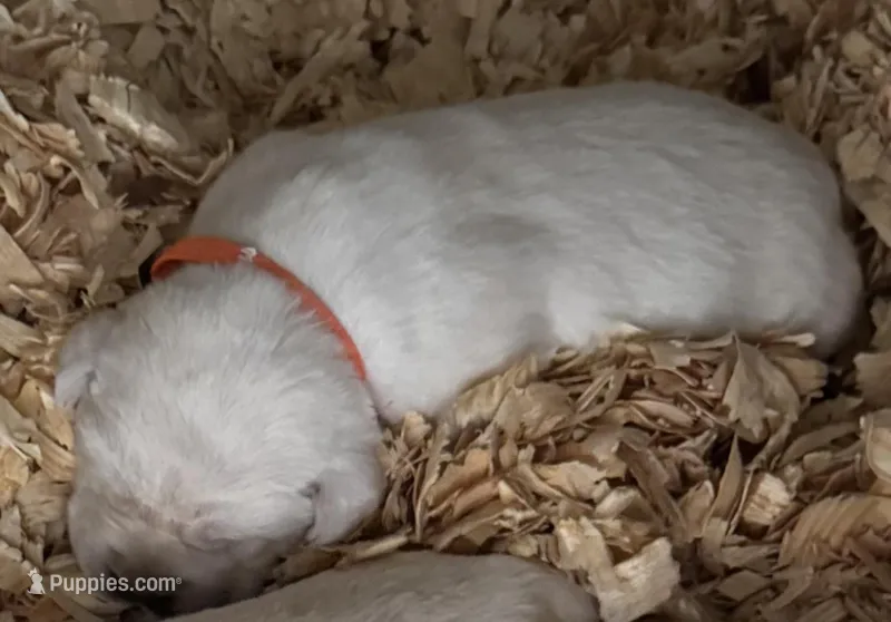 AKC Lab – Labrador Retriever puppy for sale in Taylorsville, NC