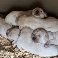 AKC Lab, a female Labrador Retriever for sale in Taylorsville, NC – Photo 2 of 2