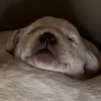 AKC Lab, a female Labrador Retriever for sale in Taylorsville, NC – Photo 1 of 2