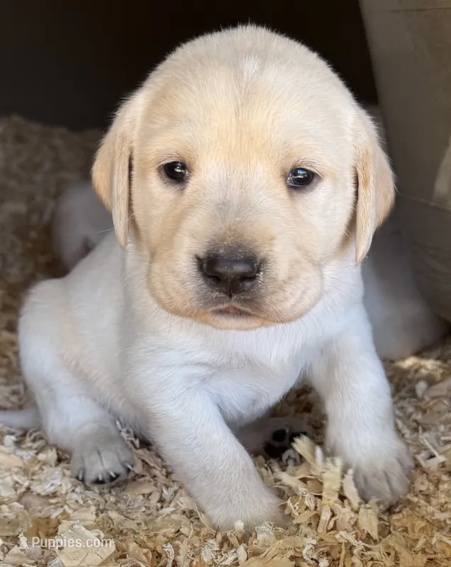 AKC LAB – Labrador Retriever puppy for sale in Taylorsville, NC