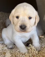 AKC LAB, a female Labrador Retriever for sale in Taylorsville, NC – 1 of 2