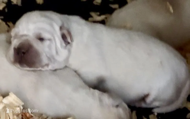 AKC Lab, a female Labrador Retriever for sale in Taylorsville, NC – Photo 1 of 1