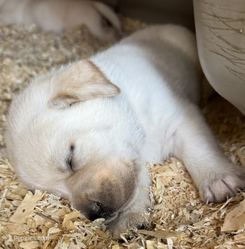 AKC LAB – Labrador Retriever puppy for sale in Taylorsville, NC