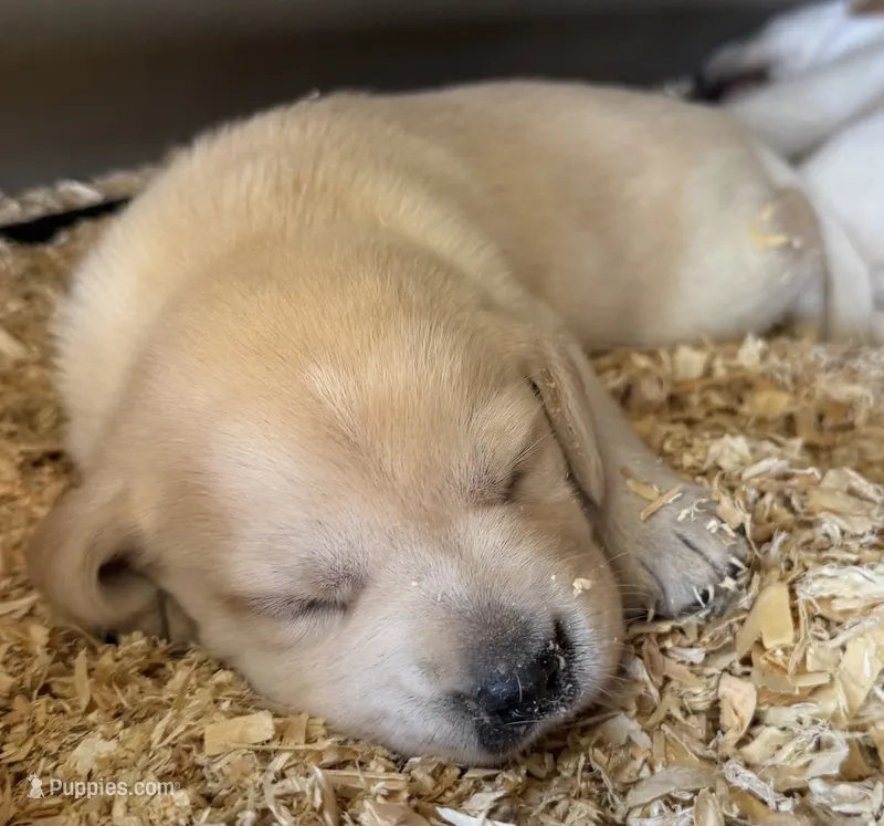 AKC LAB – Labrador Retriever puppy for sale in Taylorsville, NC