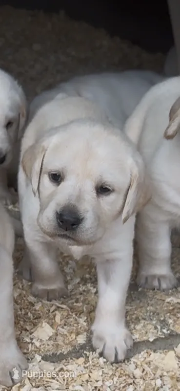 AKC LAB – Labrador Retriever puppy for sale in Taylorsville, NC