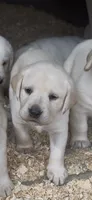 AKC LAB, a female Labrador Retriever for sale in Taylorsville, NC – 1 of 2