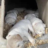 AKC Lab, a female Labrador Retriever for sale in Taylorsville, NC – Photo 2 of 2