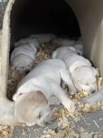 AKC Lab, a female Labrador Retriever for sale in Taylorsville, NC – Photo 2 of 2