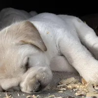 AKC Lab, a female Labrador Retriever for sale in Taylorsville, NC – Photo 1 of 2