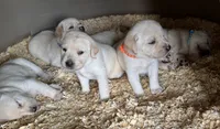 AKC LAB, a female Labrador Retriever for sale in Taylorsville, NC – 2 of 2