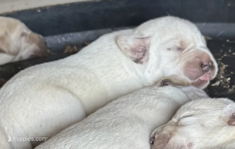 AKC Lab – Labrador Retriever puppy for sale in Taylorsville, NC