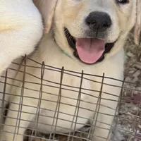 AKC Lab, a male Labrador Retriever for sale in Taylorsville, NC – Photo 1 of 2