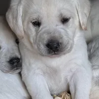 AKC Lab, a female Labrador Retriever for sale in Taylorsville, NC – Photo 1 of 2