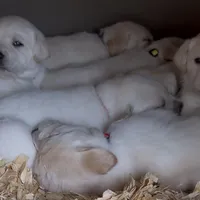 AKC Lab, a female Labrador Retriever for sale in Taylorsville, NC – Photo 2 of 2