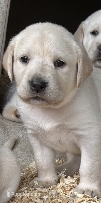 AKC LAB – Labrador Retriever puppy for sale in Taylorsville, NC