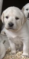 AKC LAB, a female Labrador Retriever for sale in Taylorsville, NC – 1 of 2