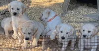 AKC LAB, a female Labrador Retriever for sale in Taylorsville, NC – 2 of 2