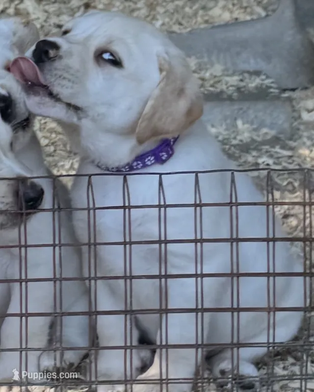 AKC LAB – Labrador Retriever puppy for sale in Taylorsville, NC