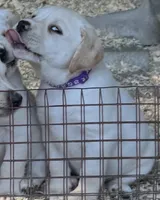 AKC LAB, a female Labrador Retriever for sale in Taylorsville, NC – 1 of 2