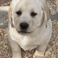 AKC Lab, a female Labrador Retriever for sale in Taylorsville, NC – Photo 1 of 2
