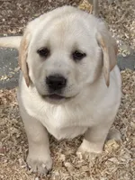 AKC Lab, a female Labrador Retriever for sale in Taylorsville, NC – Photo 1 of 2