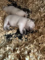 AKC Lab, a female Labrador Retriever for sale in Taylorsville, NC – Photo 3 of 3