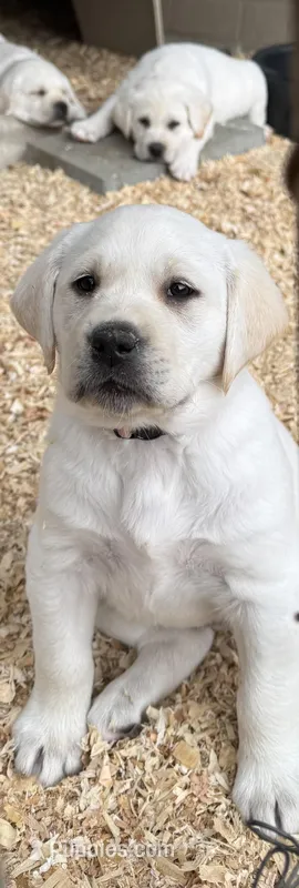 AKC Lab – Labrador Retriever puppy for sale in Taylorsville, NC