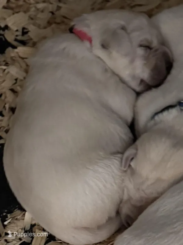 AKC Lab – Labrador Retriever puppy for sale in Taylorsville, NC