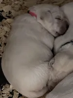 AKC Lab, a female Labrador Retriever for sale in Taylorsville, NC – Photo 1 of 3