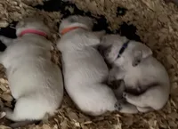 AKC Lab, a female Labrador Retriever for sale in Taylorsville, NC – Photo 2 of 2